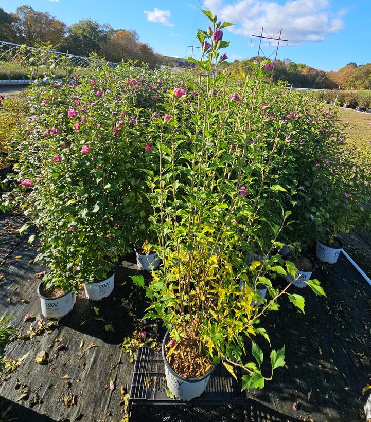 Hibiscus syriacus Red Pillar™