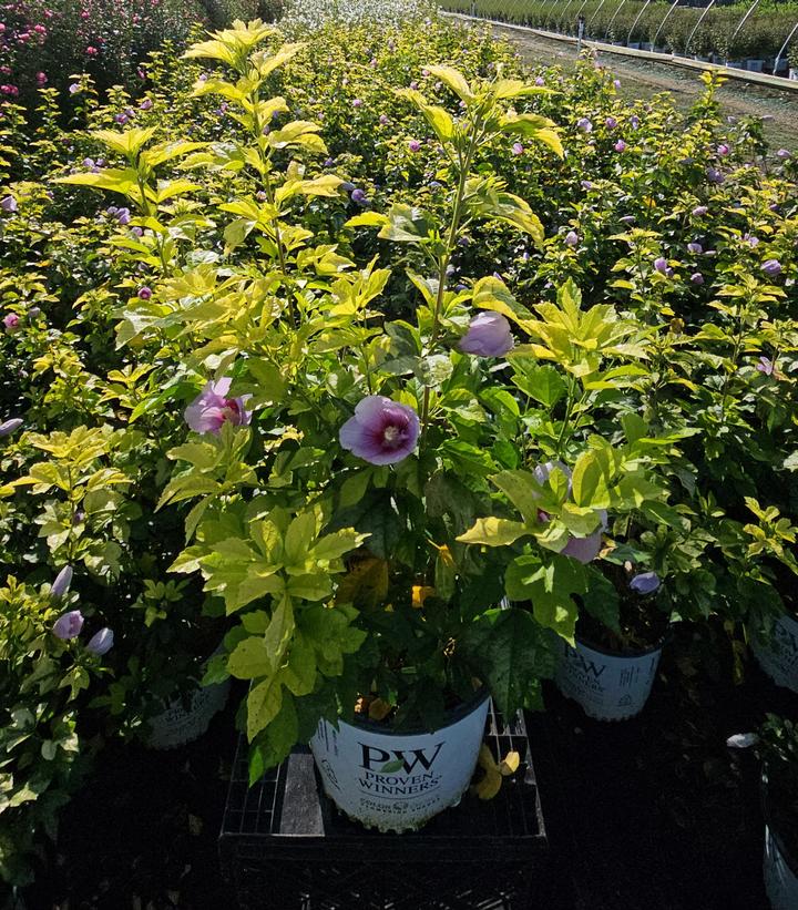 Hibiscus syriacus Paraplu Adorned®