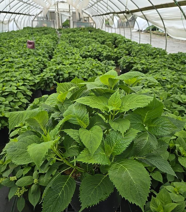 Hydrangea serrata 'Blue Billows'