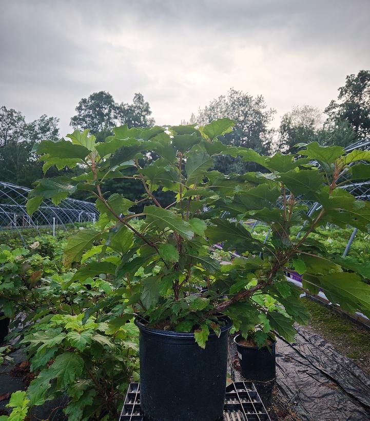 Hydrangea quercifolia 'Snowcicle'