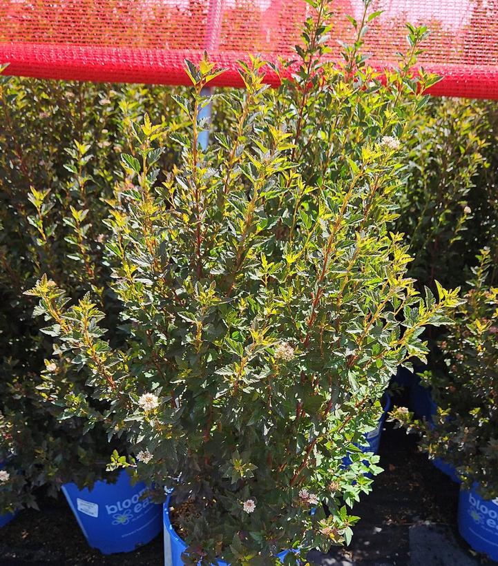 Physocarpus opulifolius Calico Kitty™