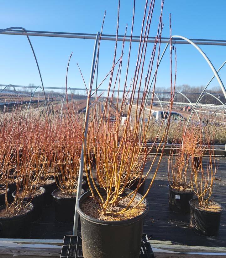 Salix alba 'Winter Torch'