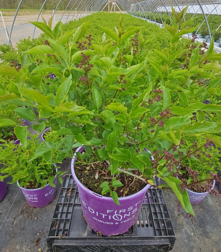 Syringa x Little Lady™