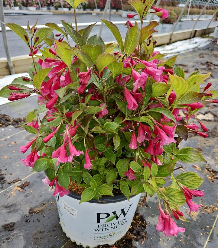 Weigela florida Sonic Bloom® Wine