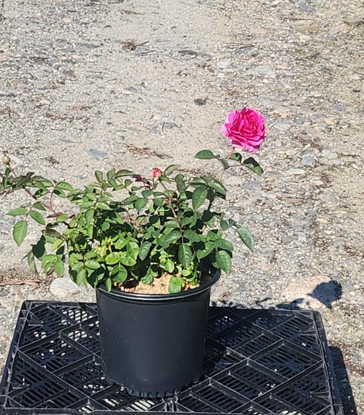 Rosa Showpiece™ Berry