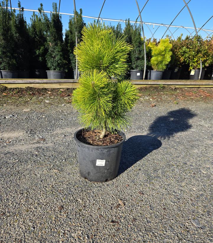 Pinus thunbergii Thunderhead