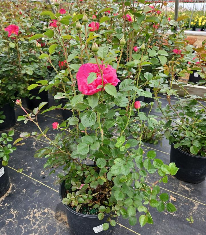 Rosa Highwire Flyer™