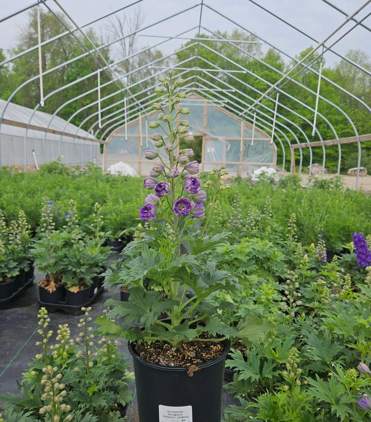 Delphinium x Delgenius™ Kingsley