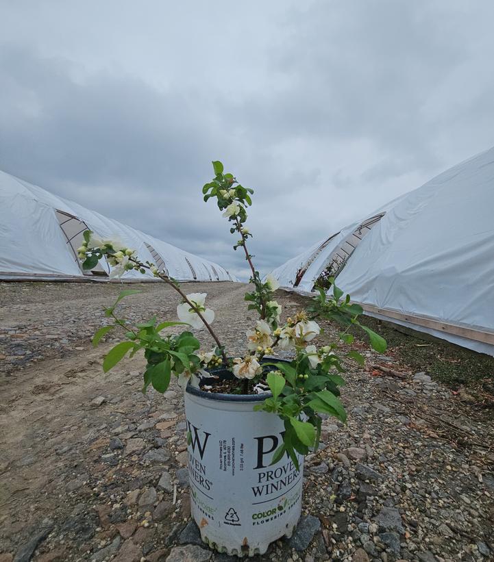 Chaenomeles speciosa Double Take Eternal White®