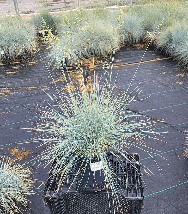 Festuca glauca 'Blue Whiskers'