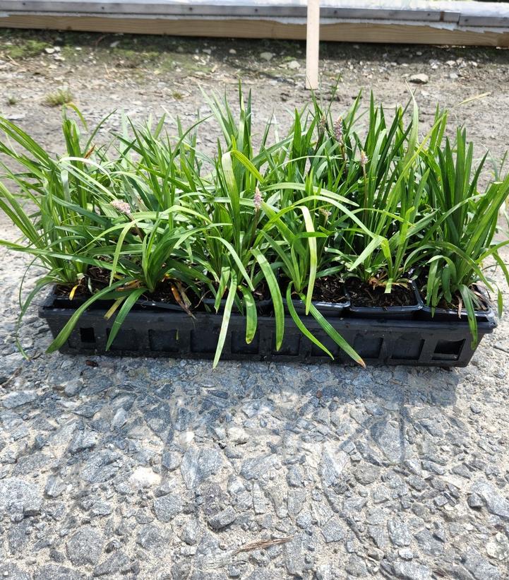 Liriope muscari 'Big Blue'