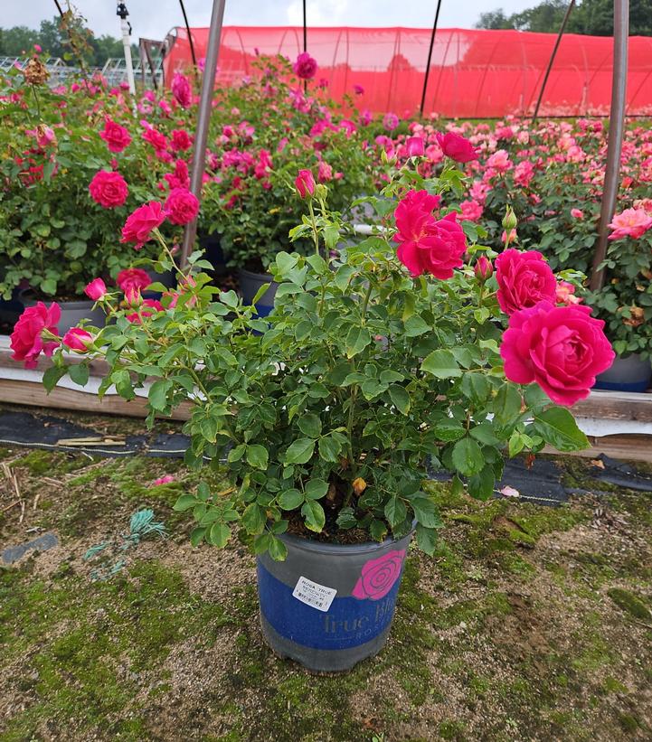 Rosa True Serenity