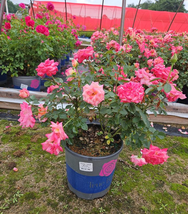 Rosa True Bliss