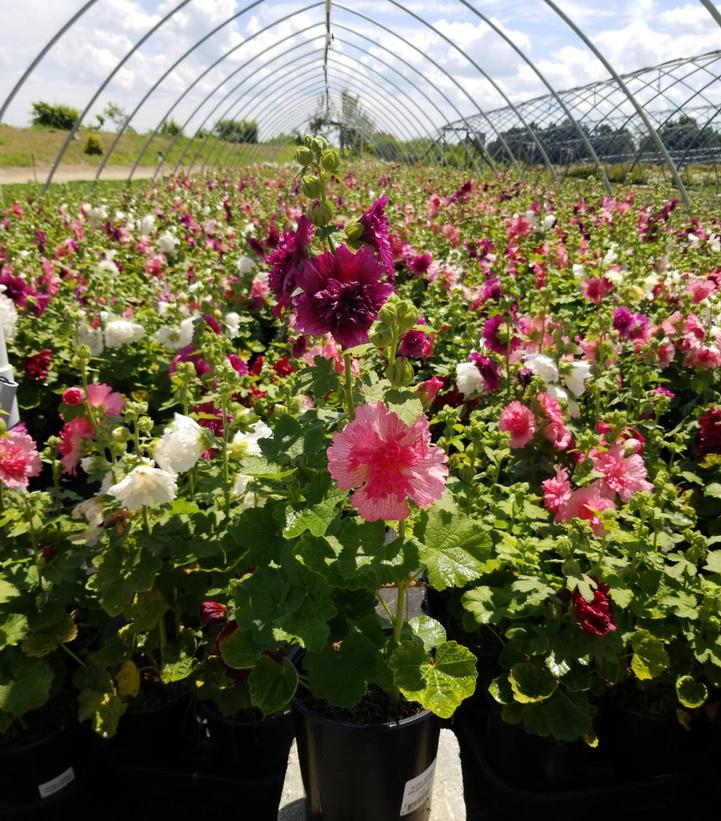 ALCEA `SPRING CELEBRITIES MIX` 