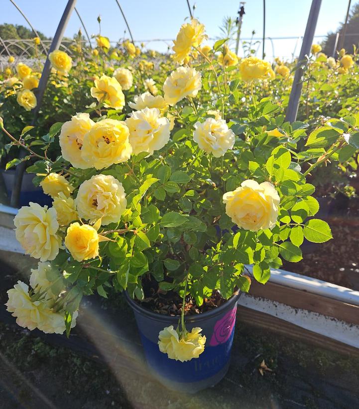 Rosa 'True Joy'