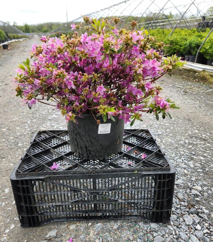 Azalea yedoense var. poukhanense 'Compacta'