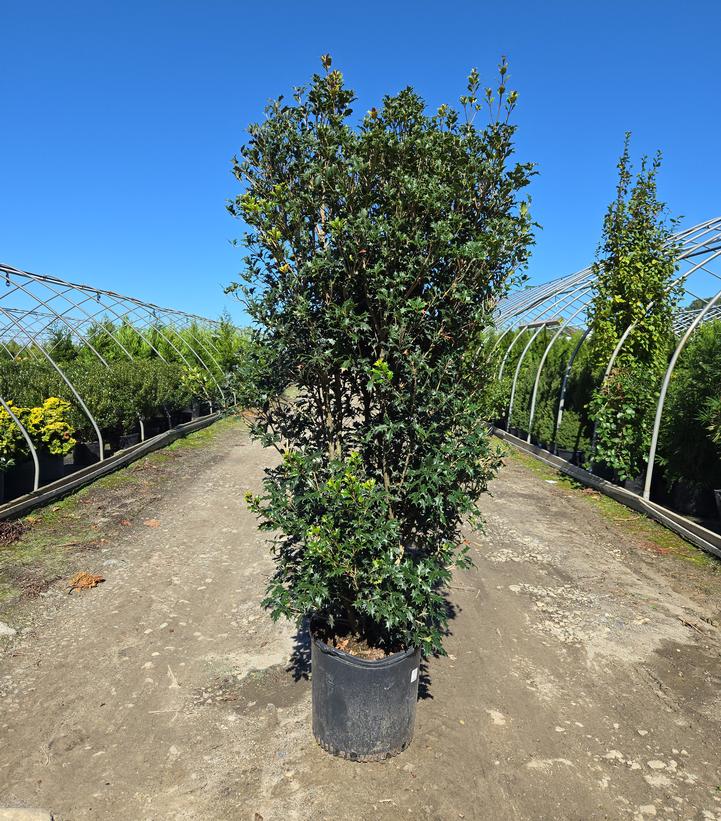 Osmanthus heterophyllus 'Gulftide'