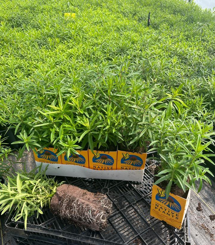 Asclepias tuberosa 