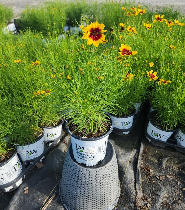 Coreopsis verticillata Designer Threads™ 'Golden Needles'