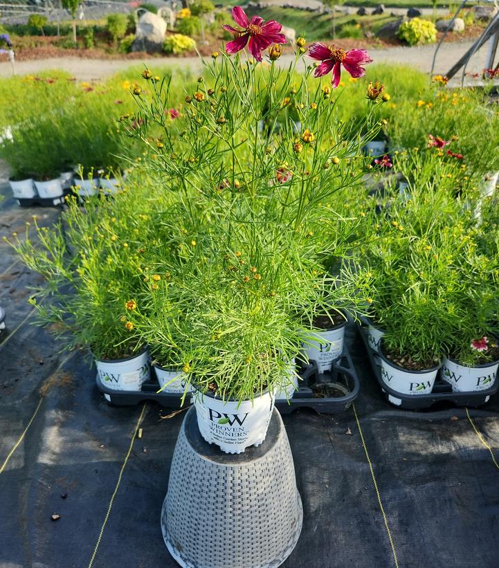 Coreopsis verticillata Designer Threads™ 'Heartstrings'