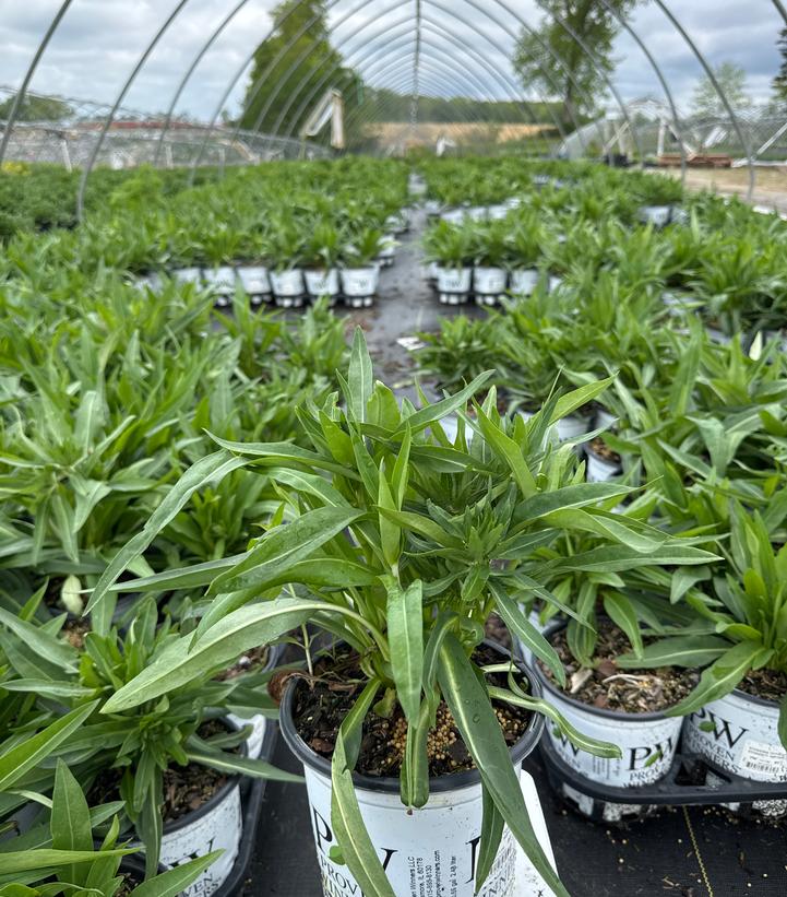 Stokesia laevis TOTALLY STOKED™ 'Riptide'