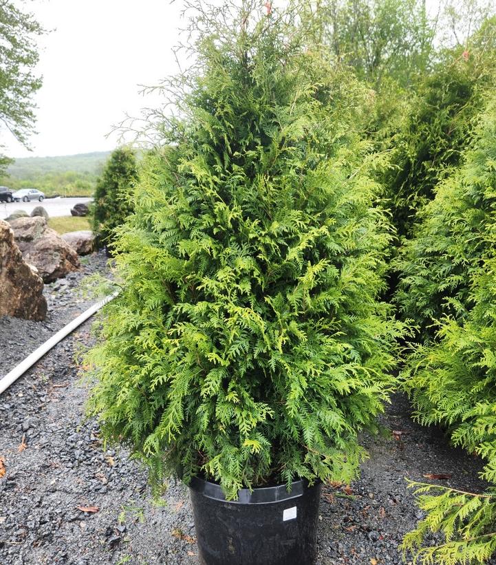 Thuja occidentalis 'Nigra'