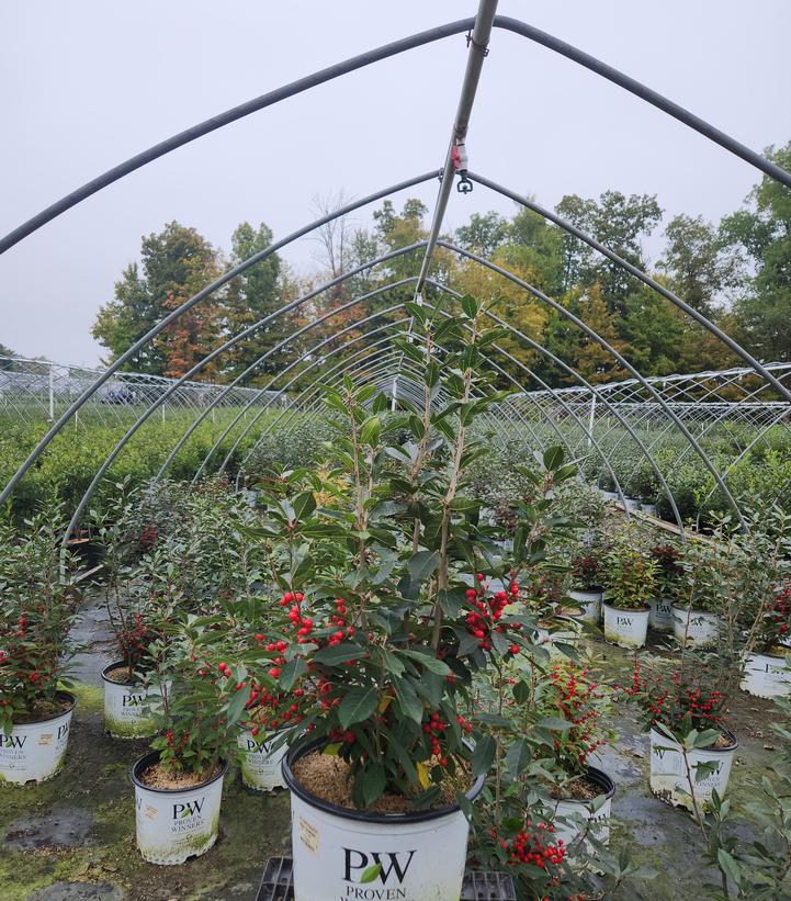 Ilex verticillata Berry Poppins®