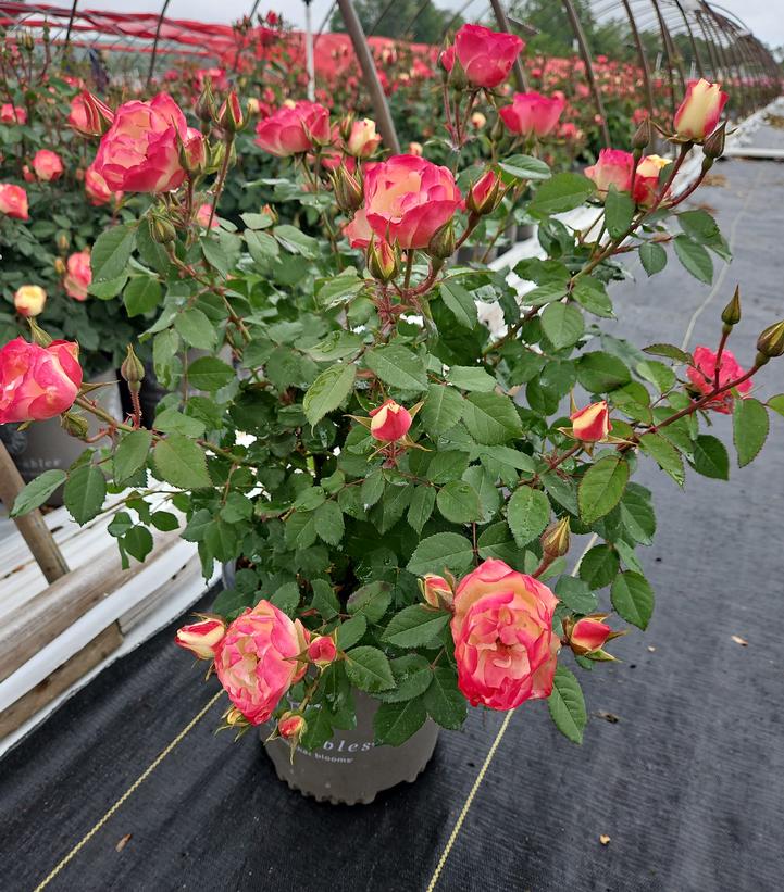 Rosa Enchanted Meadow™