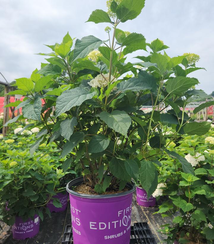 Hydrangea arborescens FlowerFull®