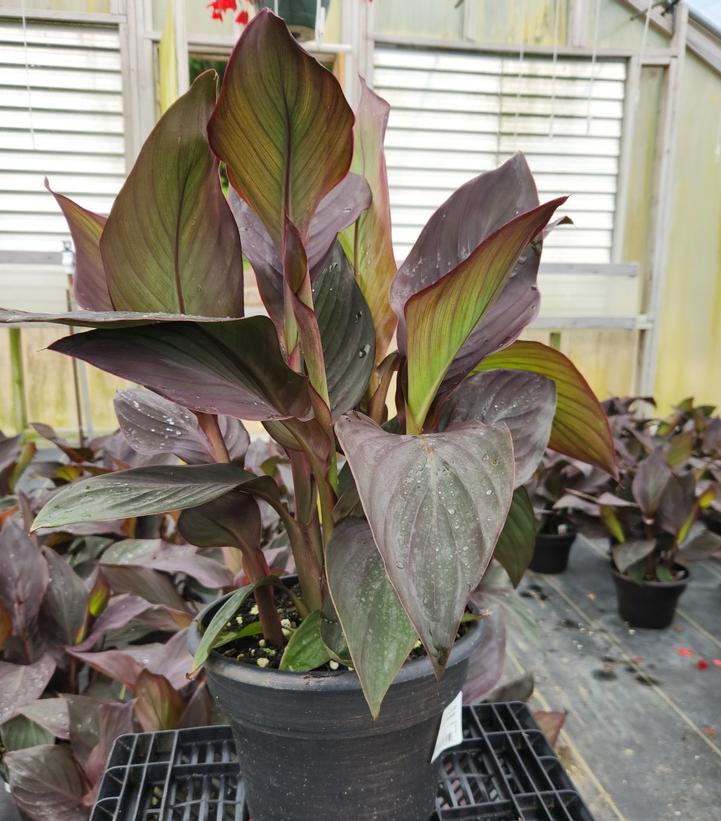 Canna x generalis Cannova® Bronze Orange