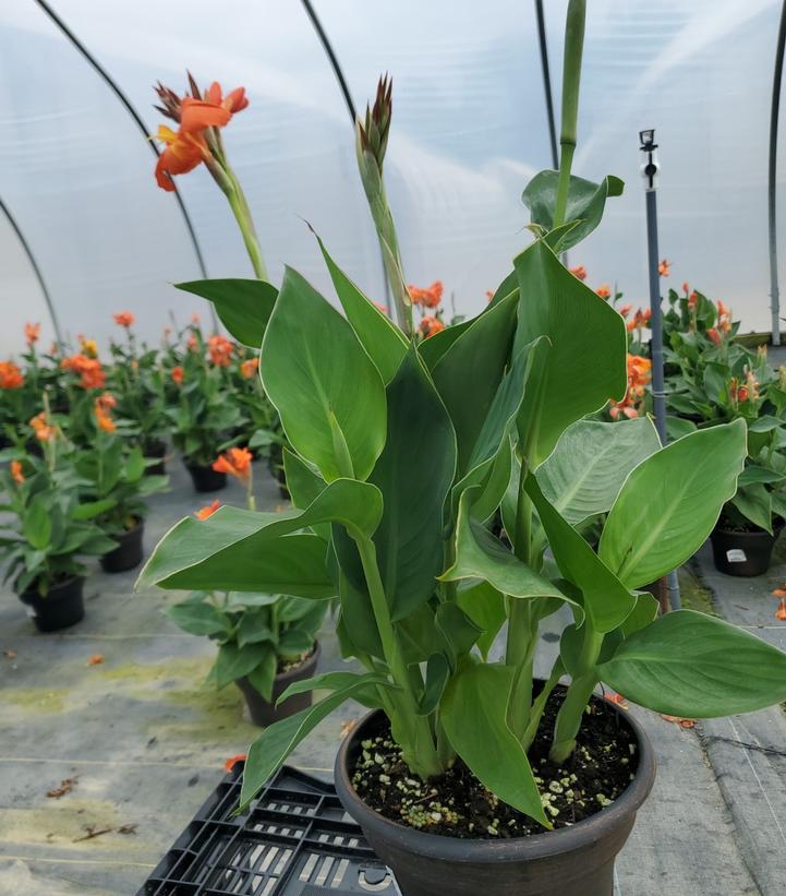 Canna x generalis Cannova® Orange Shades