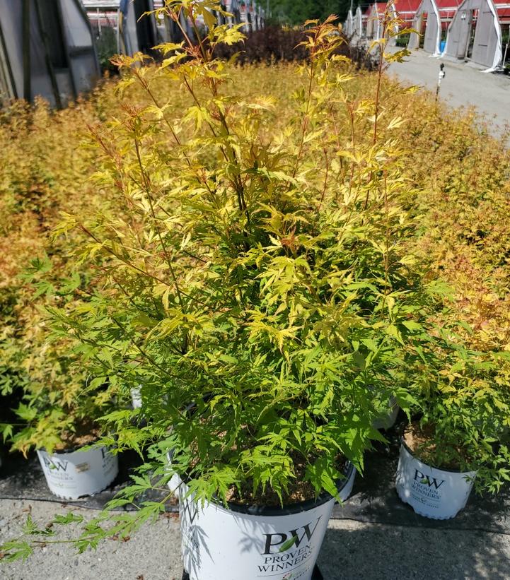 Acer palmatum Metamorphosa®