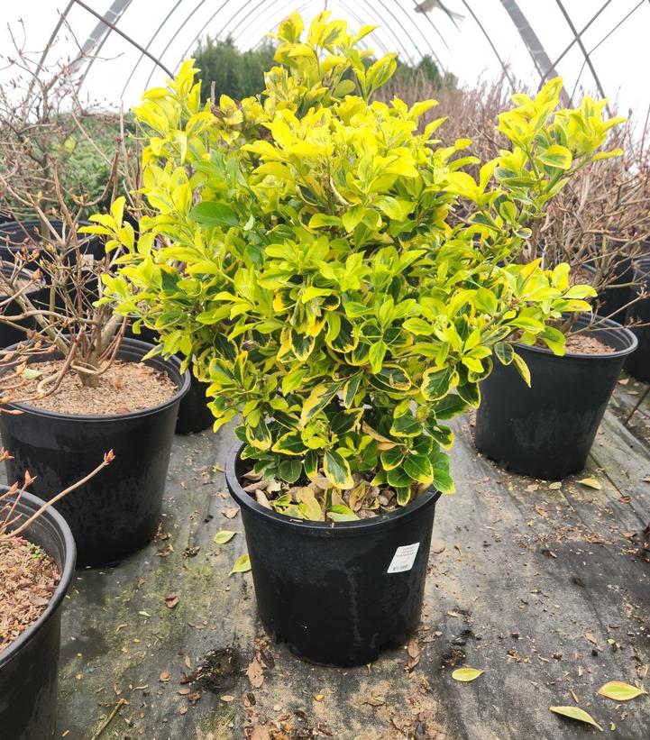 Euonymus japonica Aureo-Marginata