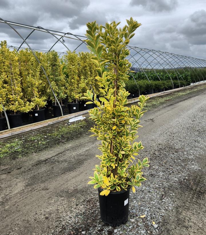 Euonymus japonicus 'Chollipo'