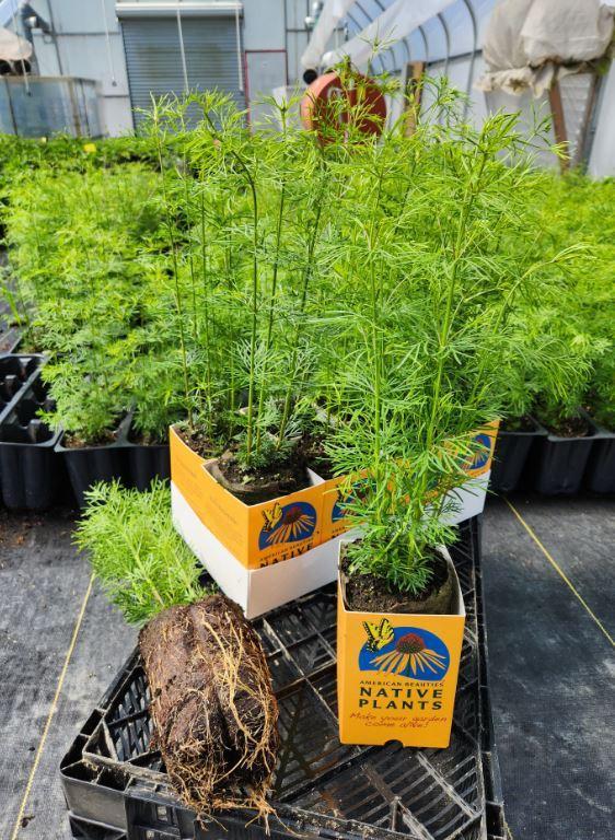 Coreopsis verticillata 