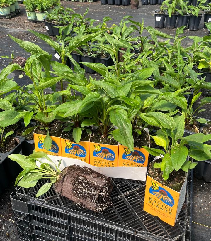 Echinacea purpurea 