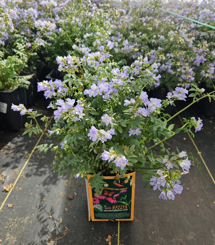 Polemonium reptans 