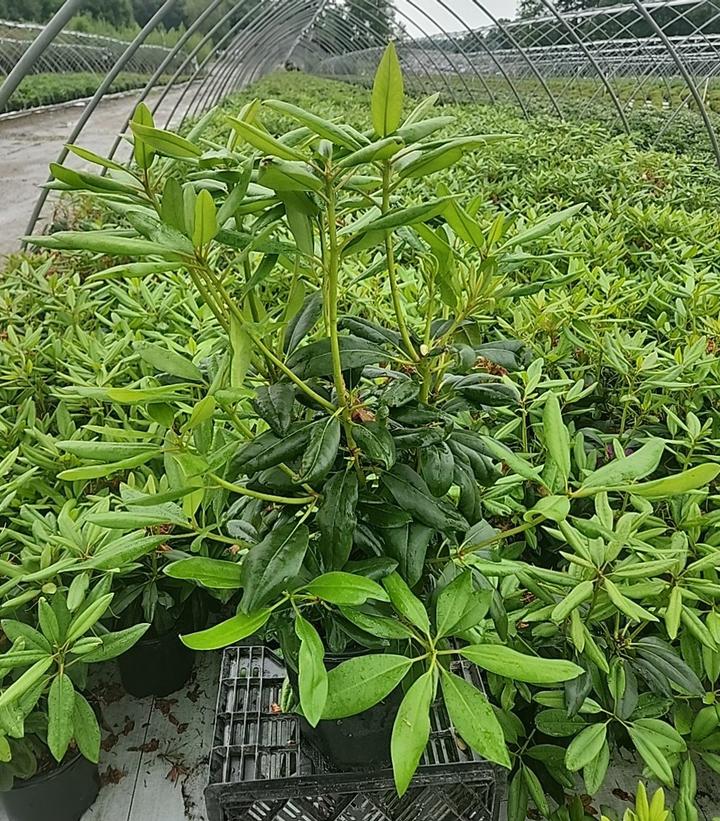 Rhododendron catawbiense 'Purpureum Elegans'