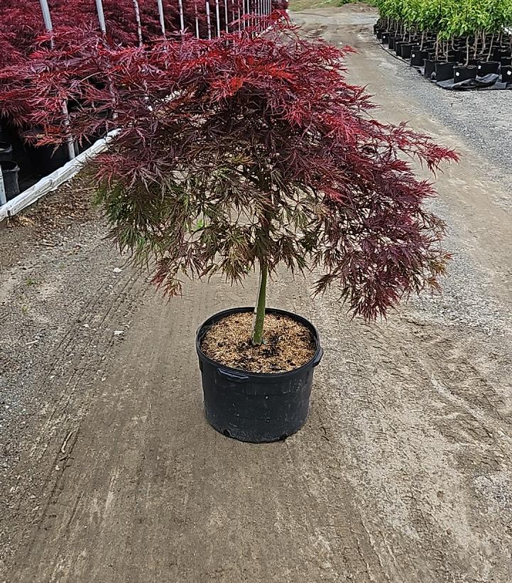 Acer palmatum dissectum 'Red Dragon'