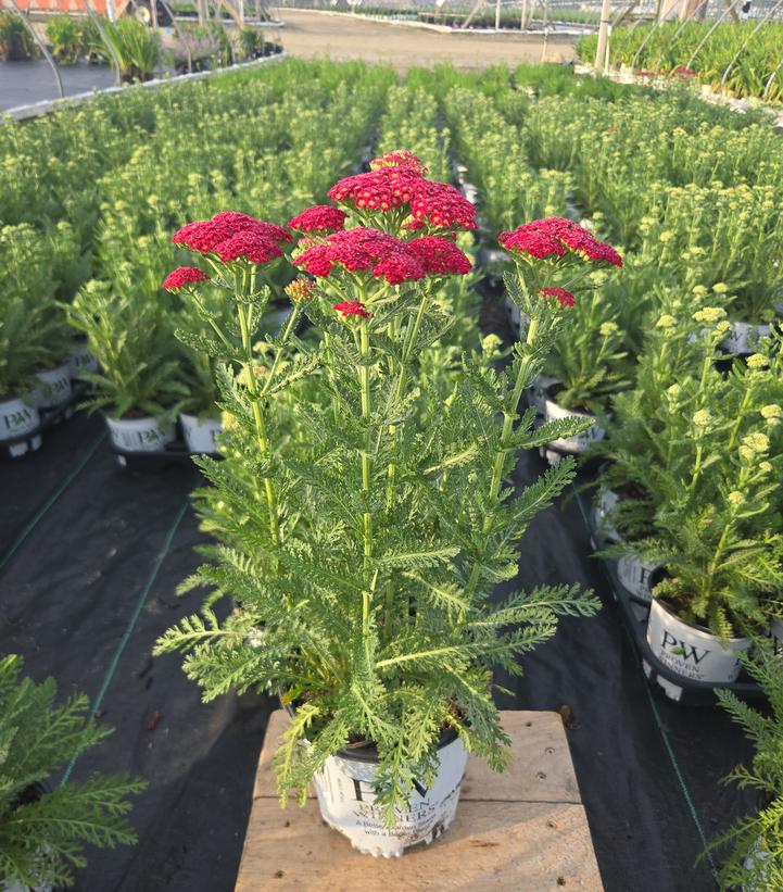 Achillea x 'Firefly Red Pop'