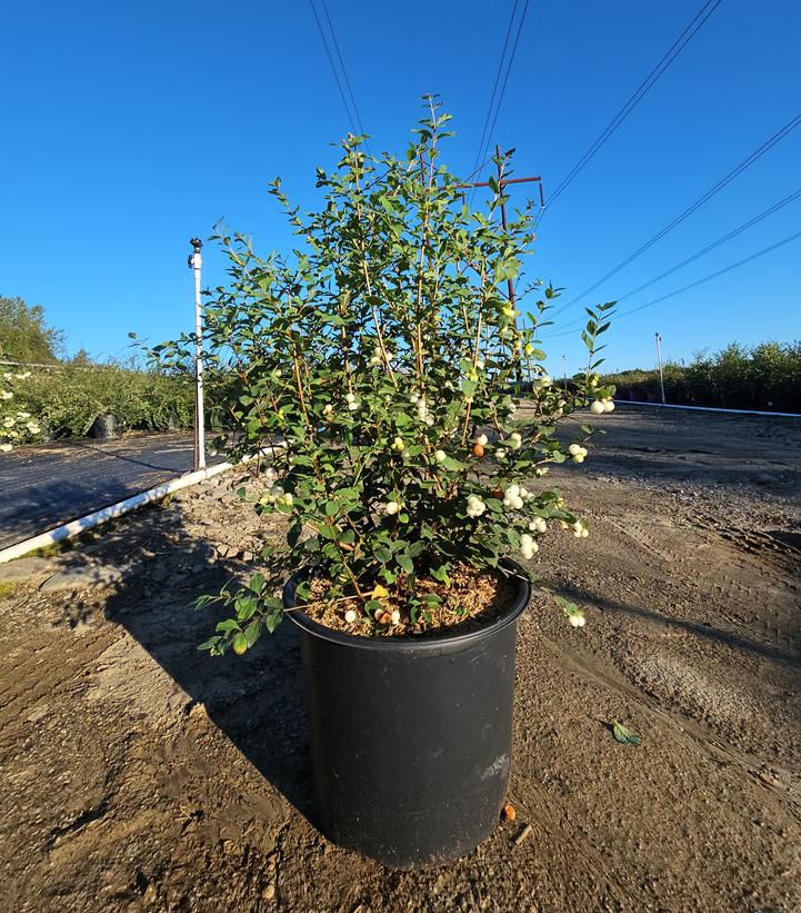 Symphoricarpos doornbosii Magical® Avalanche