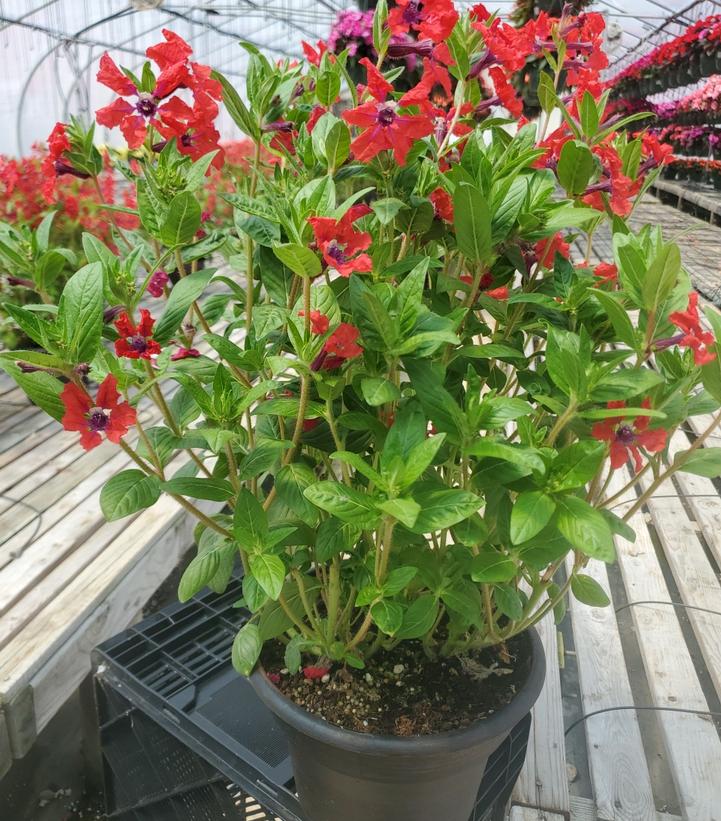 Cuphea Sweet Talk™ Red