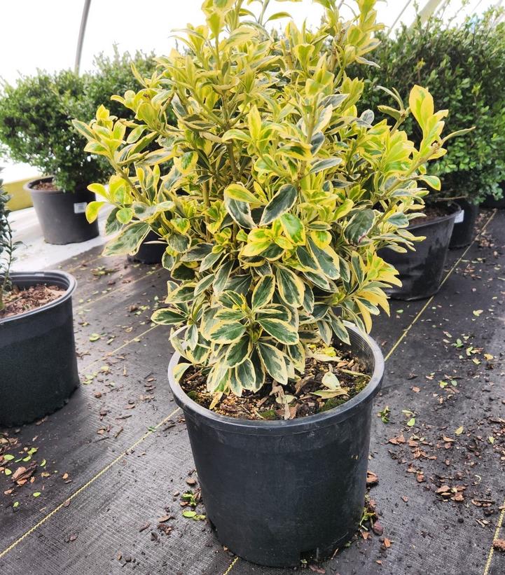 Euonymus japonicus Silver Queen