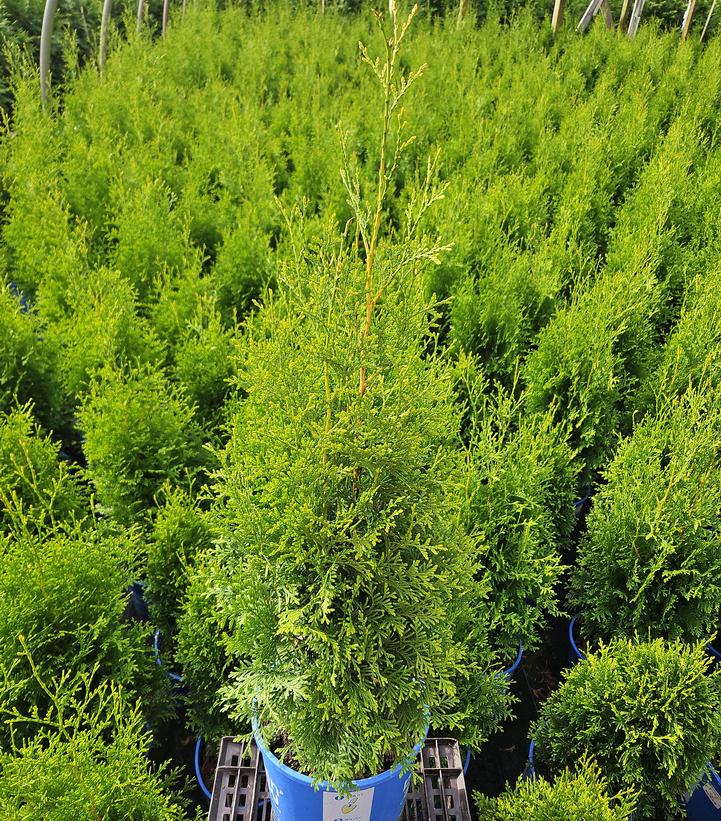 Thuja occidentalis Private Jet™