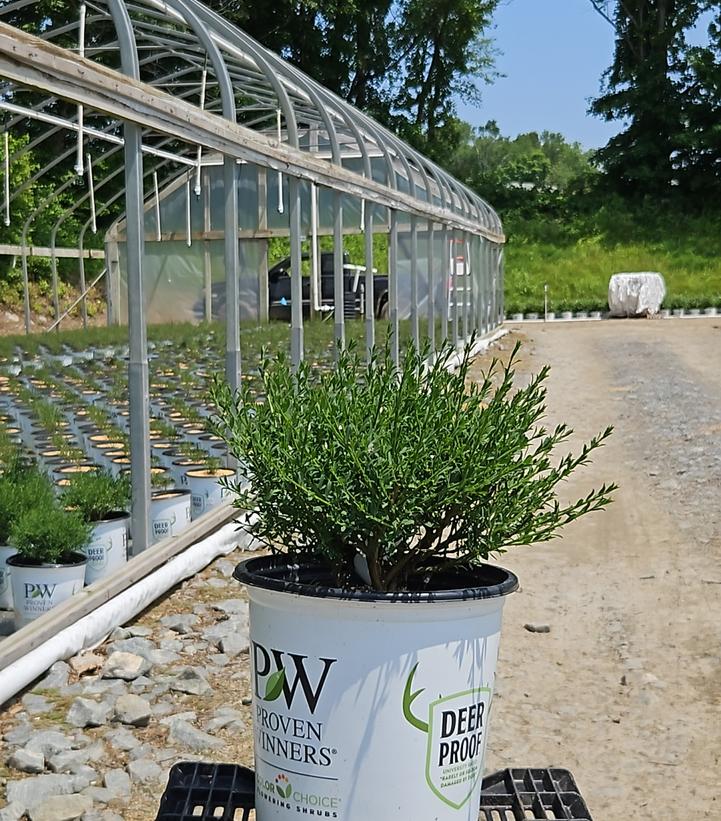 CYTISUS `SISTER REDHEAD` 