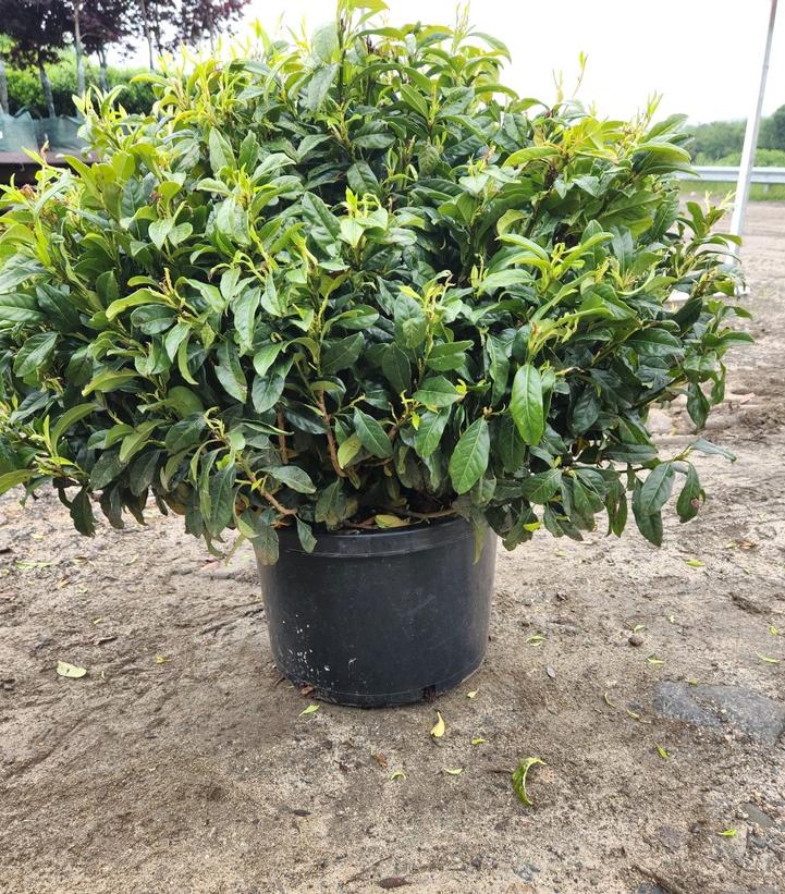 Prunus laurocerasus 'Chestnut Hill'