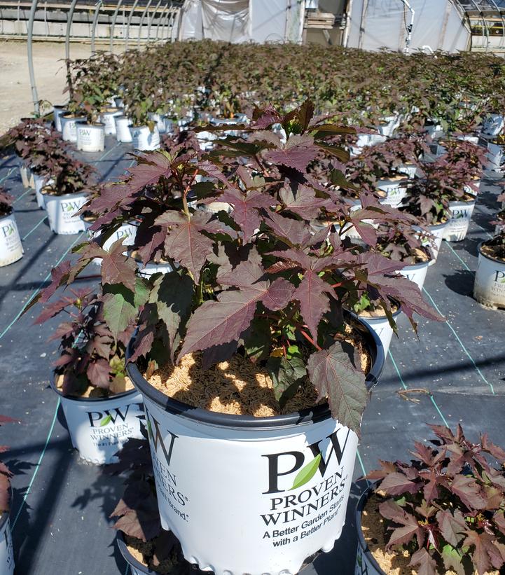 Hibiscus x Summerific® Cookies & Cream