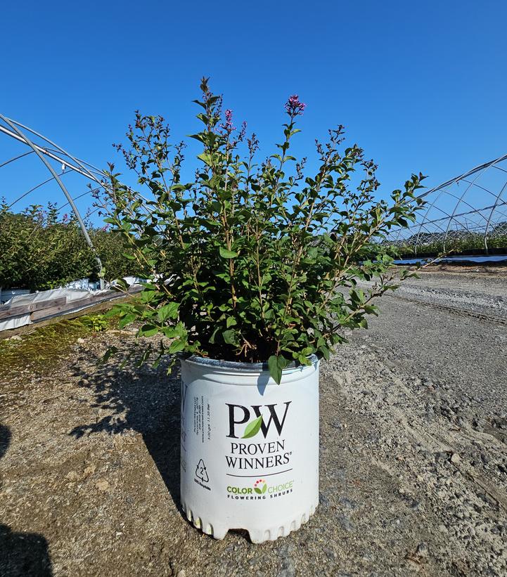 Syringa x Bloomerang® Purpink