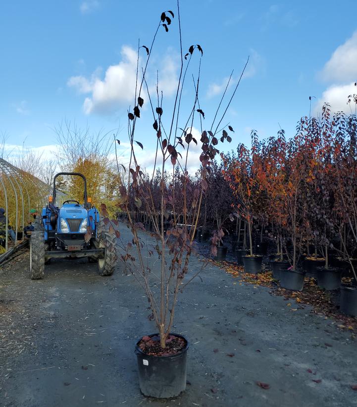 Prunus cerasifera Crimson Pointe™