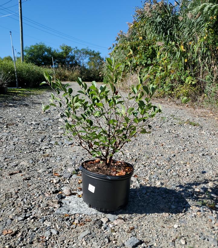 Prunus x Romance 'Crimson Passion'